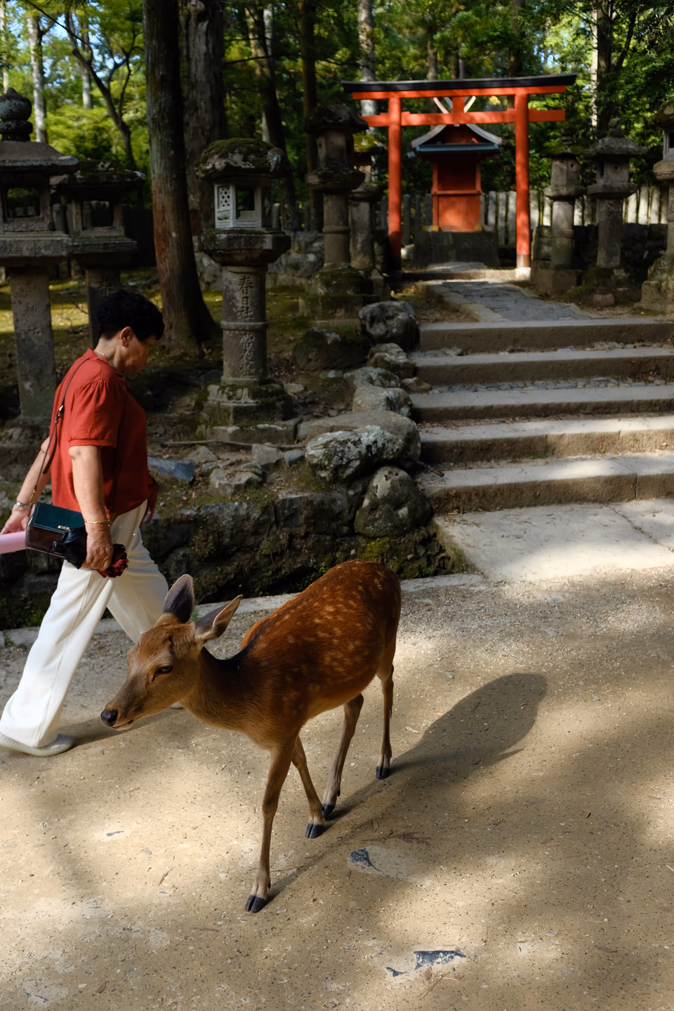 Image from Jelonki album