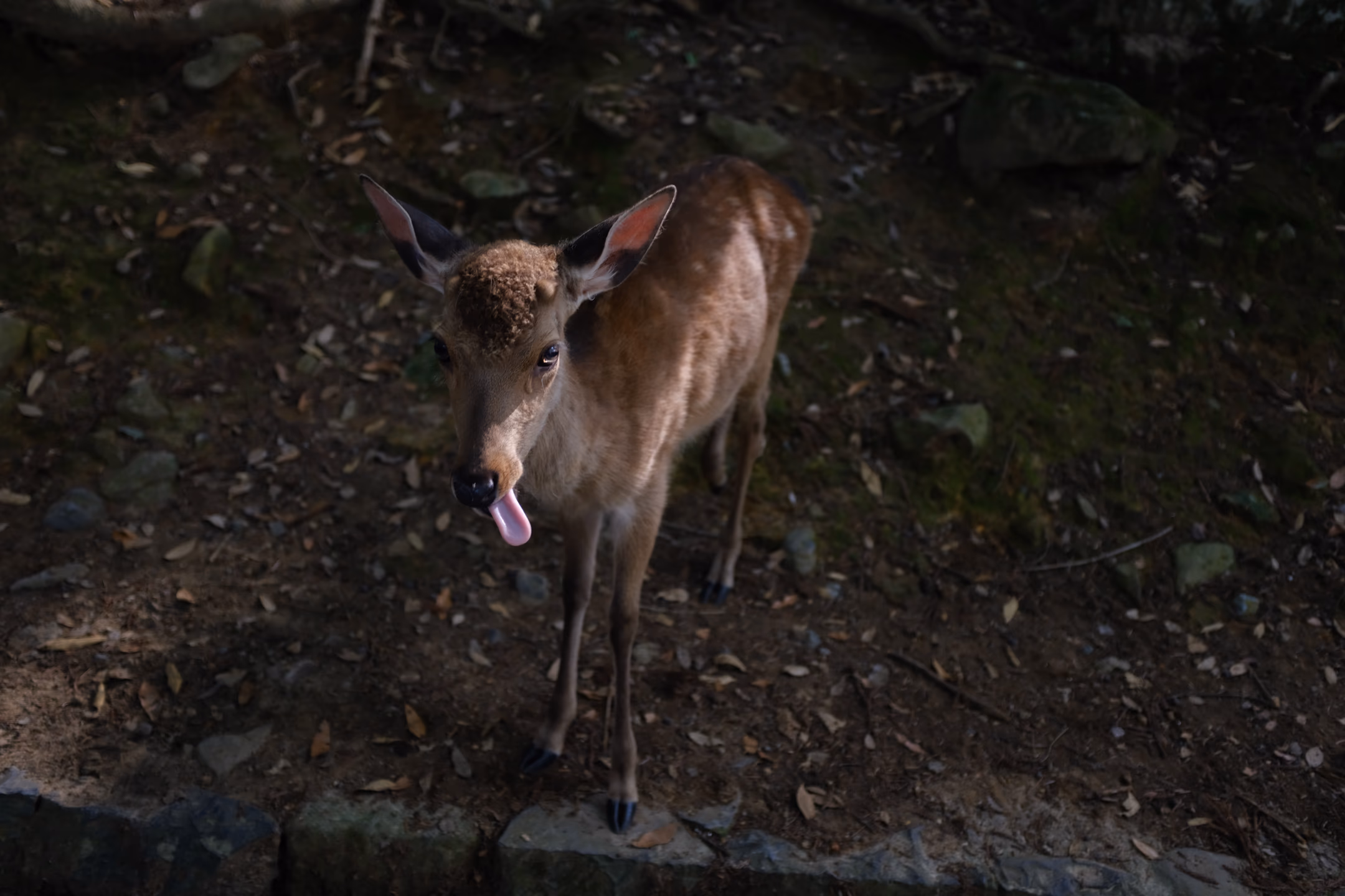 Image from Jelonki album